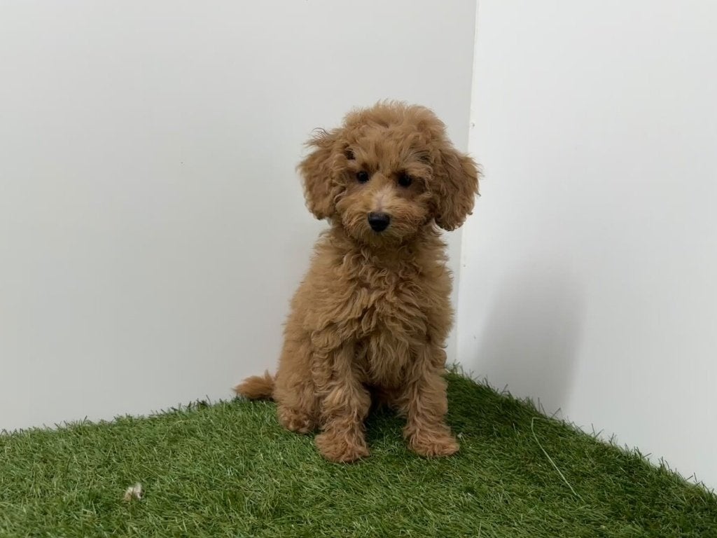 Chiots Cavapoo, Maladie de Carré (chiens), Chienne, Belgique, Plusieurs