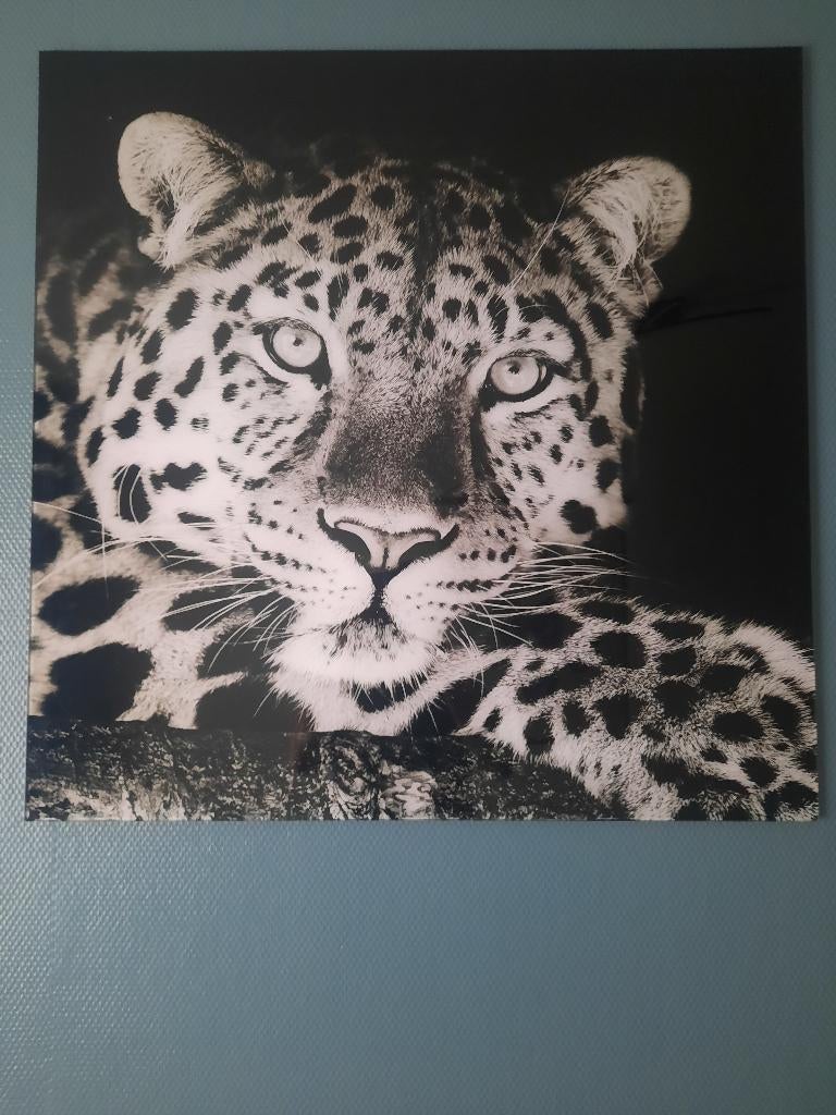 Glasschilderij zwart/wit tijger 80cm x 80cm / Nieuwstaat, Ophalen, Overige typen, Zo goed als nieuw, 75 tot 100 cm