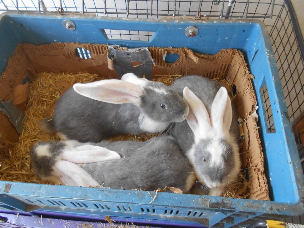 jonge konijnen, Meerdere dieren, Groot