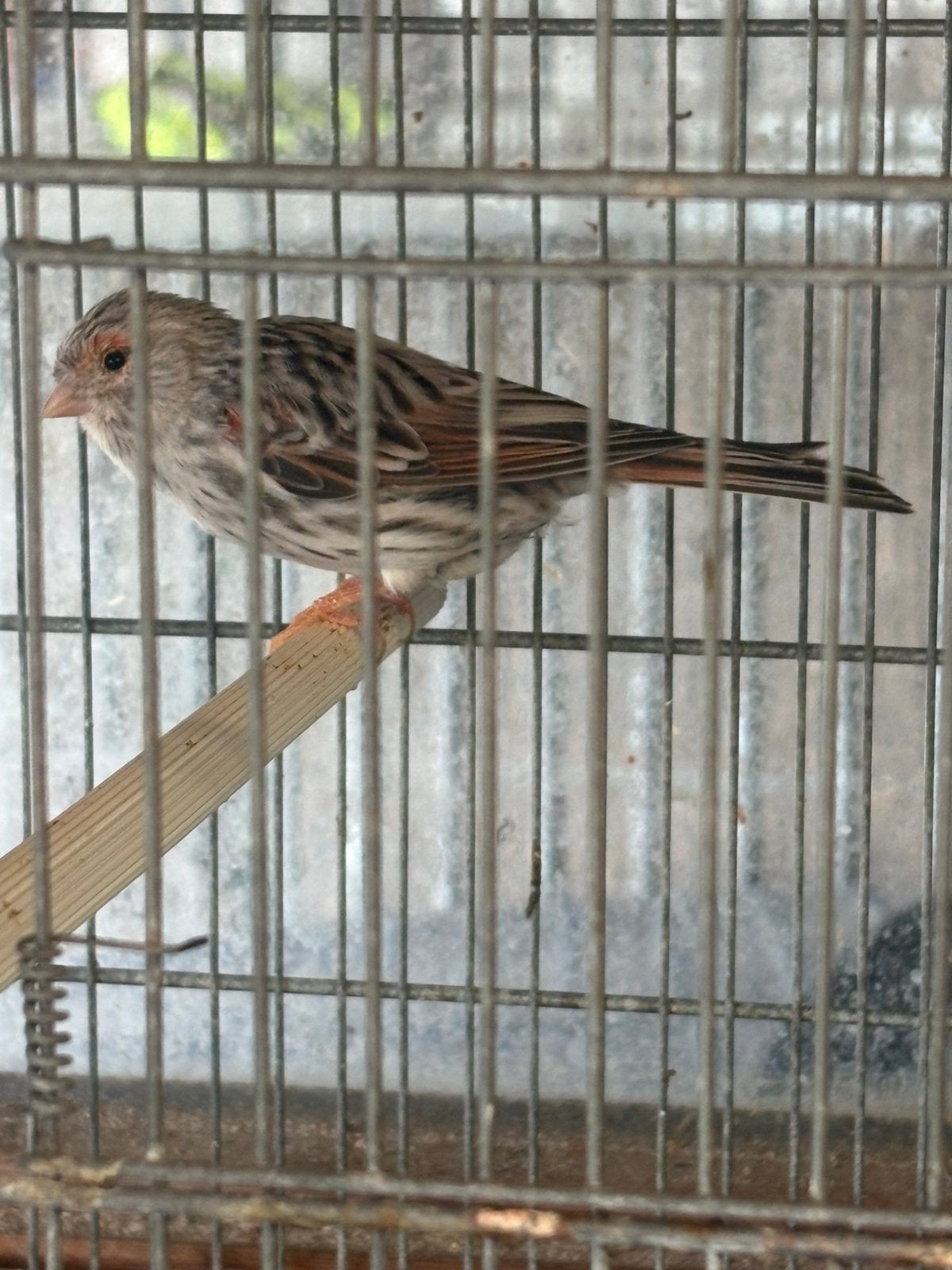 Koppel rood agaat, Dieren en Toebehoren, Vogels | Kanaries