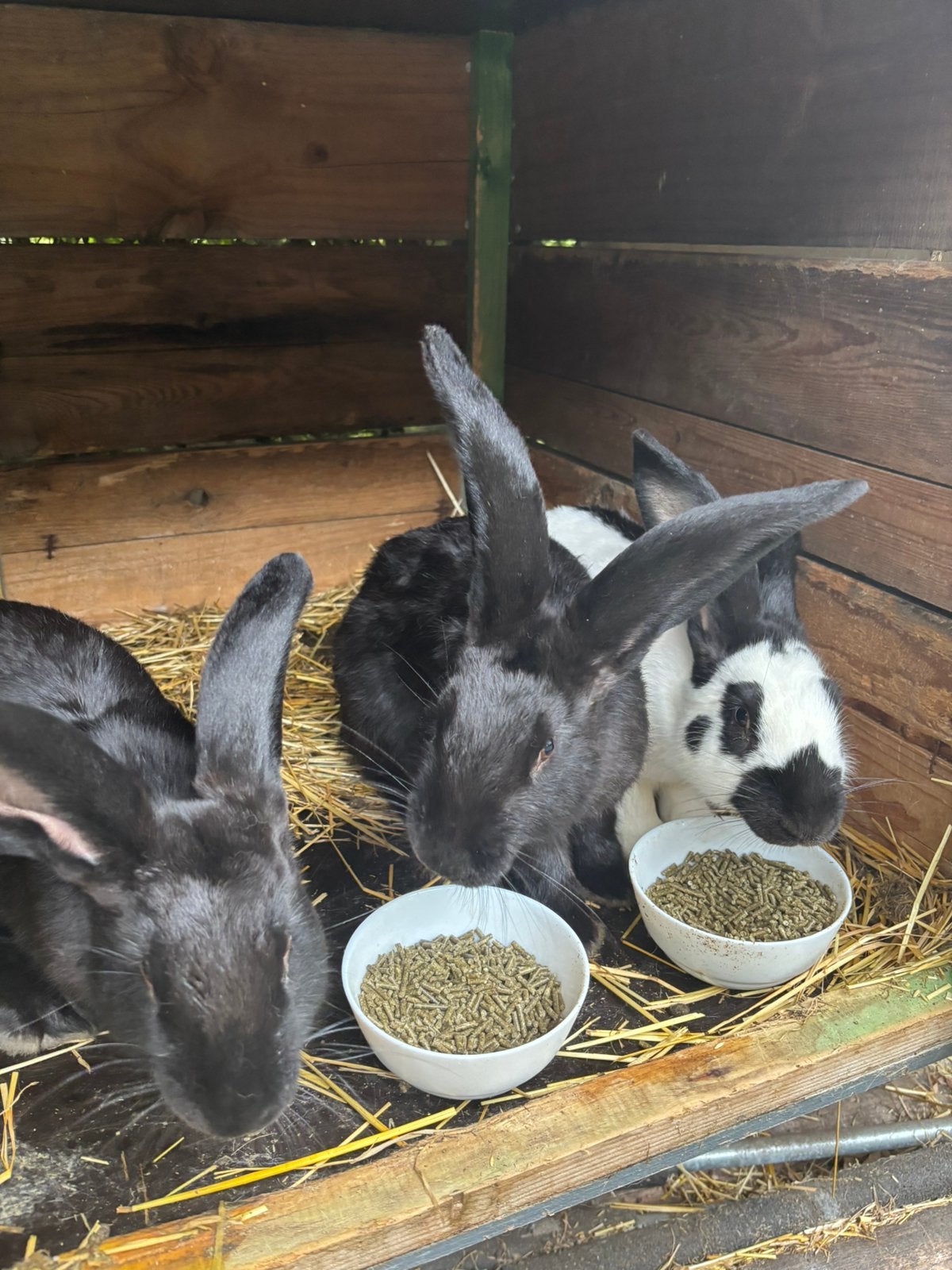 Lapins papillons géants : 10€ chacun ou 20€ pour les 3
