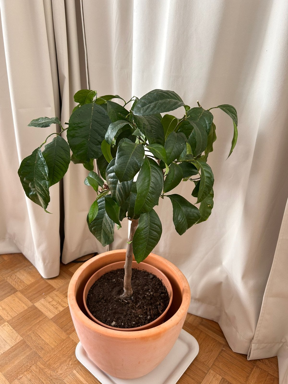 Lemon tree - citronnier, En pot, Moins de 100 cm, Plein soleil, Enlèvement