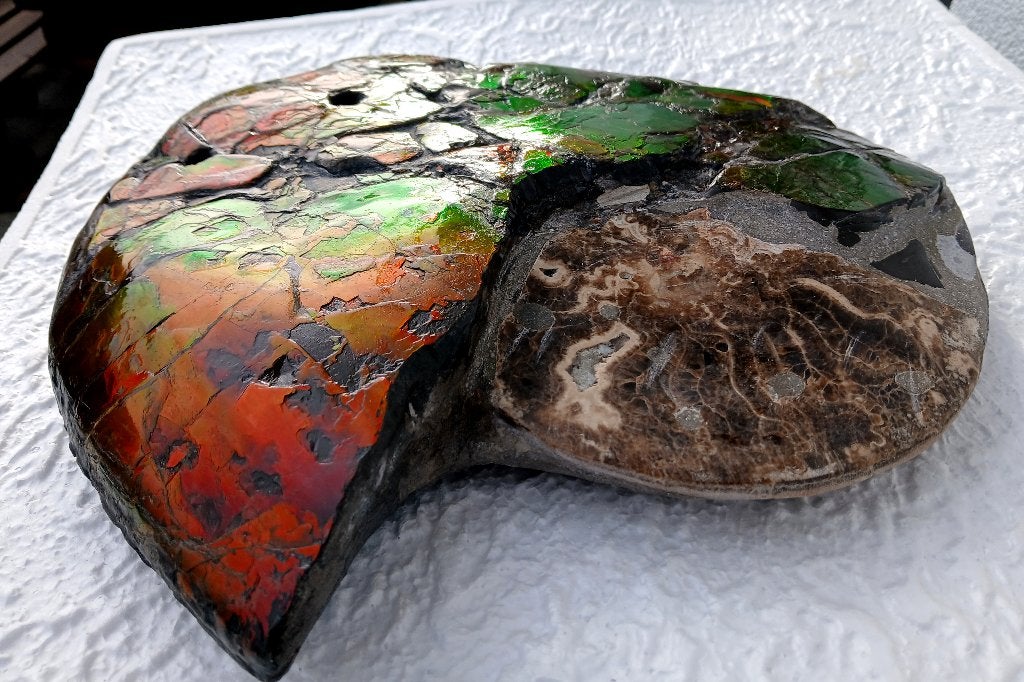 Fossile Ammonite 34cm canada Placenticeras, Collections, Enlèvement ou Envoi, Fossile