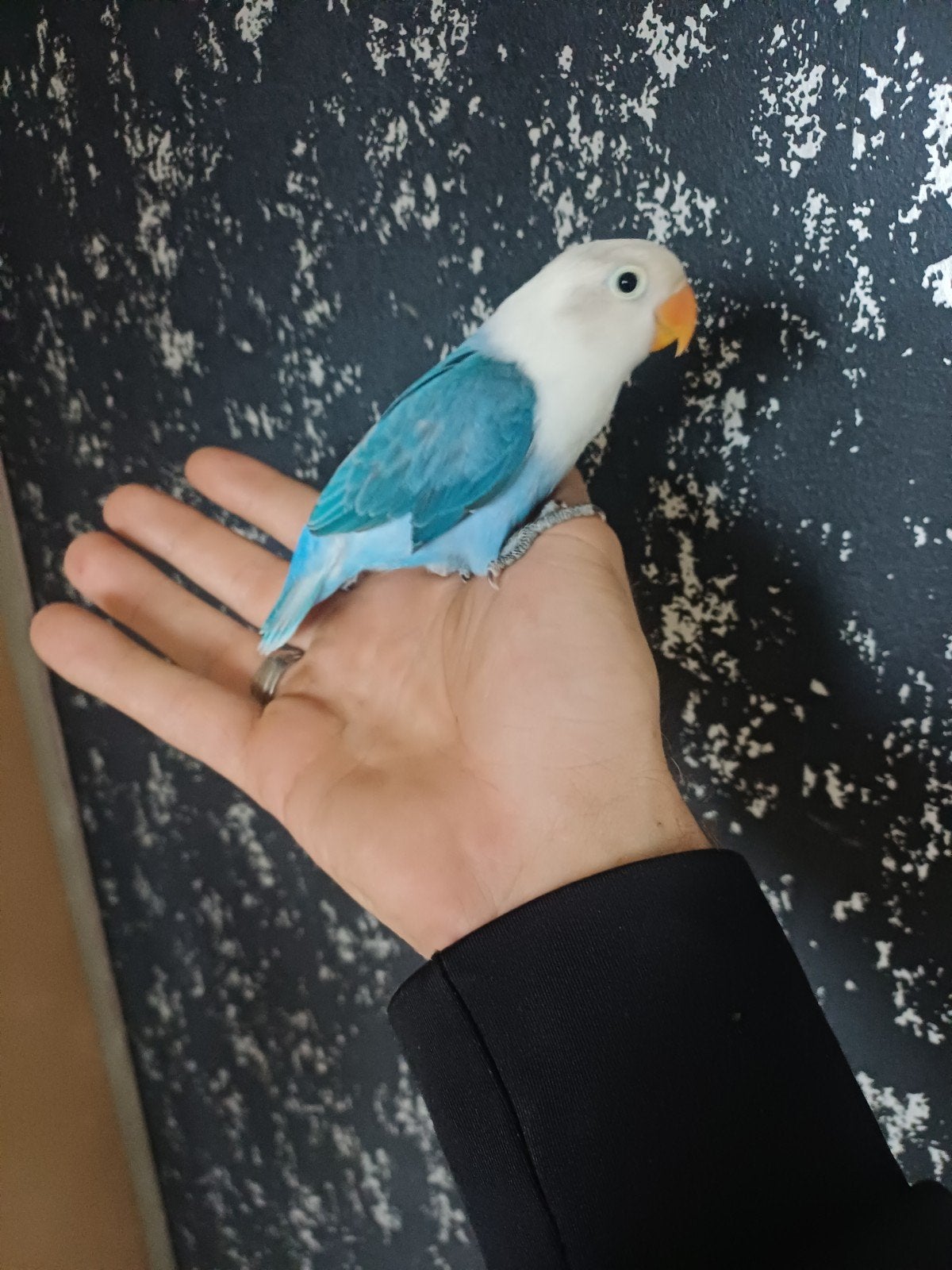 Super tamme  jonge dwerg papegaaien, Dieren en Toebehoren, Tam