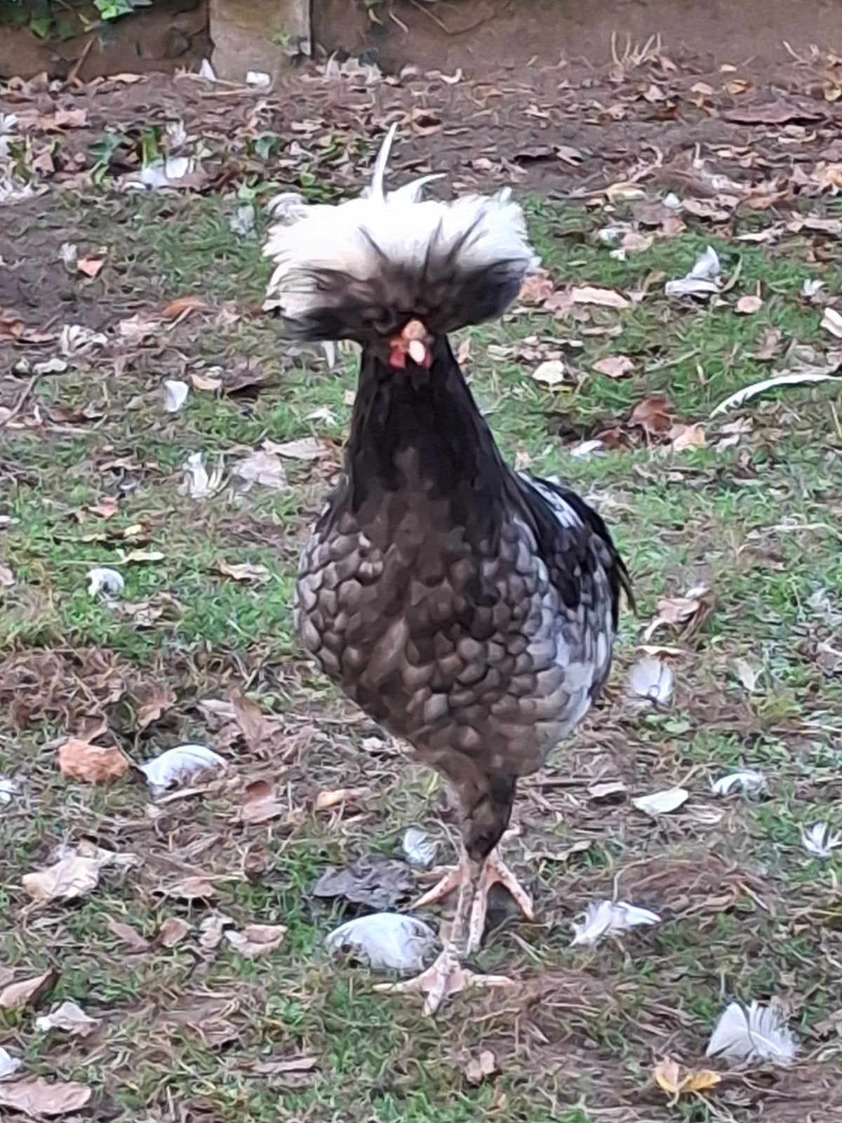 2 hanen, Animaux & Accessoires, Mâle, Poule ou poulet