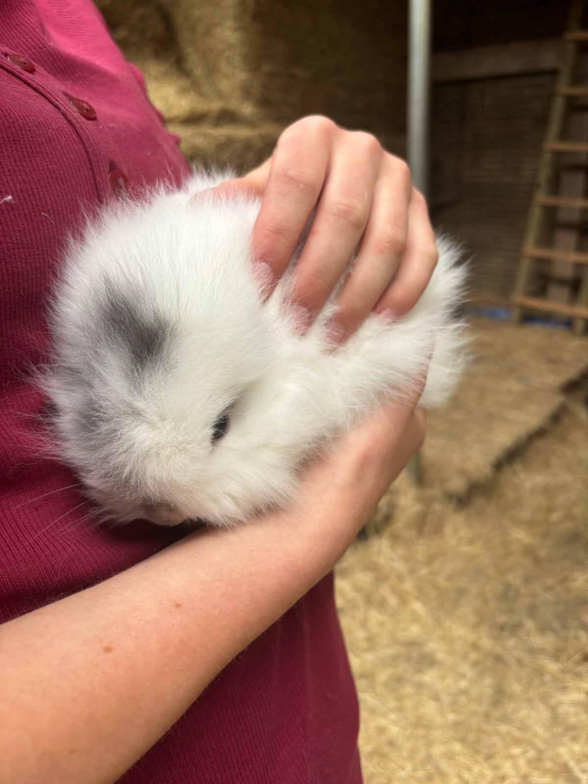 Nederlandse hangoor baby konijntjes, geslachten bekend, Meerdere dieren, Dwerg, Hangoor, 0 tot 2 jaar