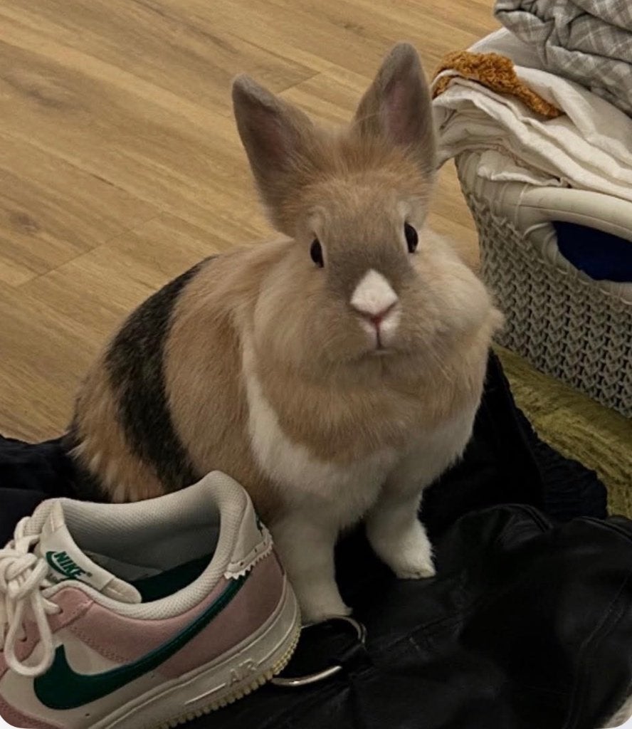 Lapin nain, Animaux & Accessoires, Femelle, Nain, 3 à 5 ans