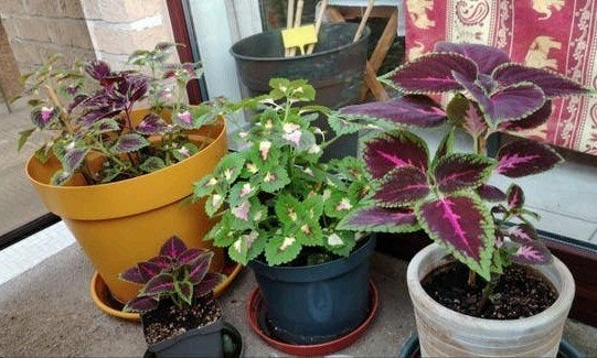 🪴Plantes - boutures _ jeunes Coleus en pot., Enlèvement ou Envoi, Mi-ombre