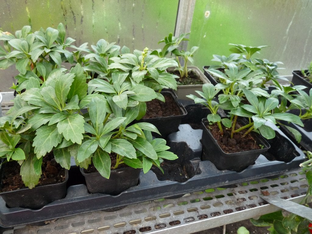 pachysandra, Ophalen, Lente, Vaste plant, Halfschaduw