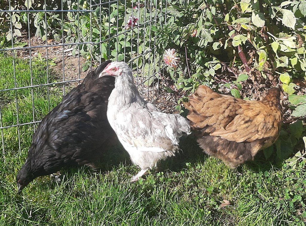 trio Orpington Big Dog dans des couleurs spéciales, Plusieurs animaux, Poule ou poulet