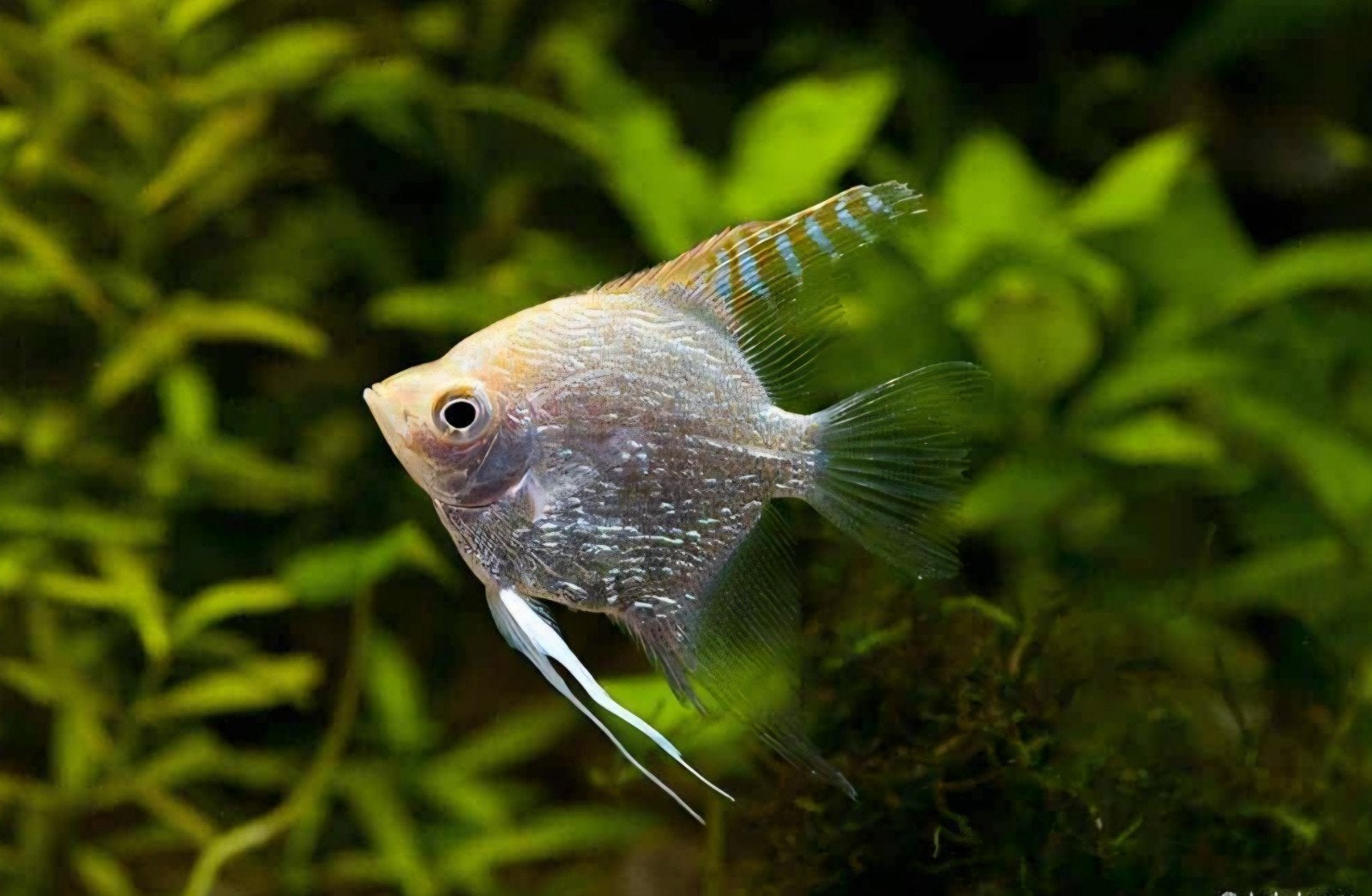 Pterophyllum scalare Silver, Dieren en Toebehoren, Vis, Zoetwatervis, Schoolvis
