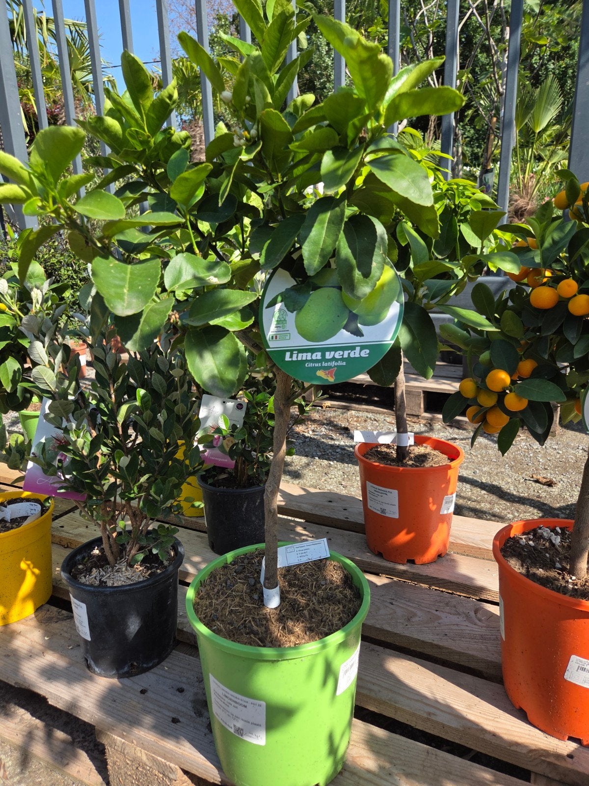 Citrus Limoen, Tuin en Terras, Planten | Fruitbomen, Ophalen