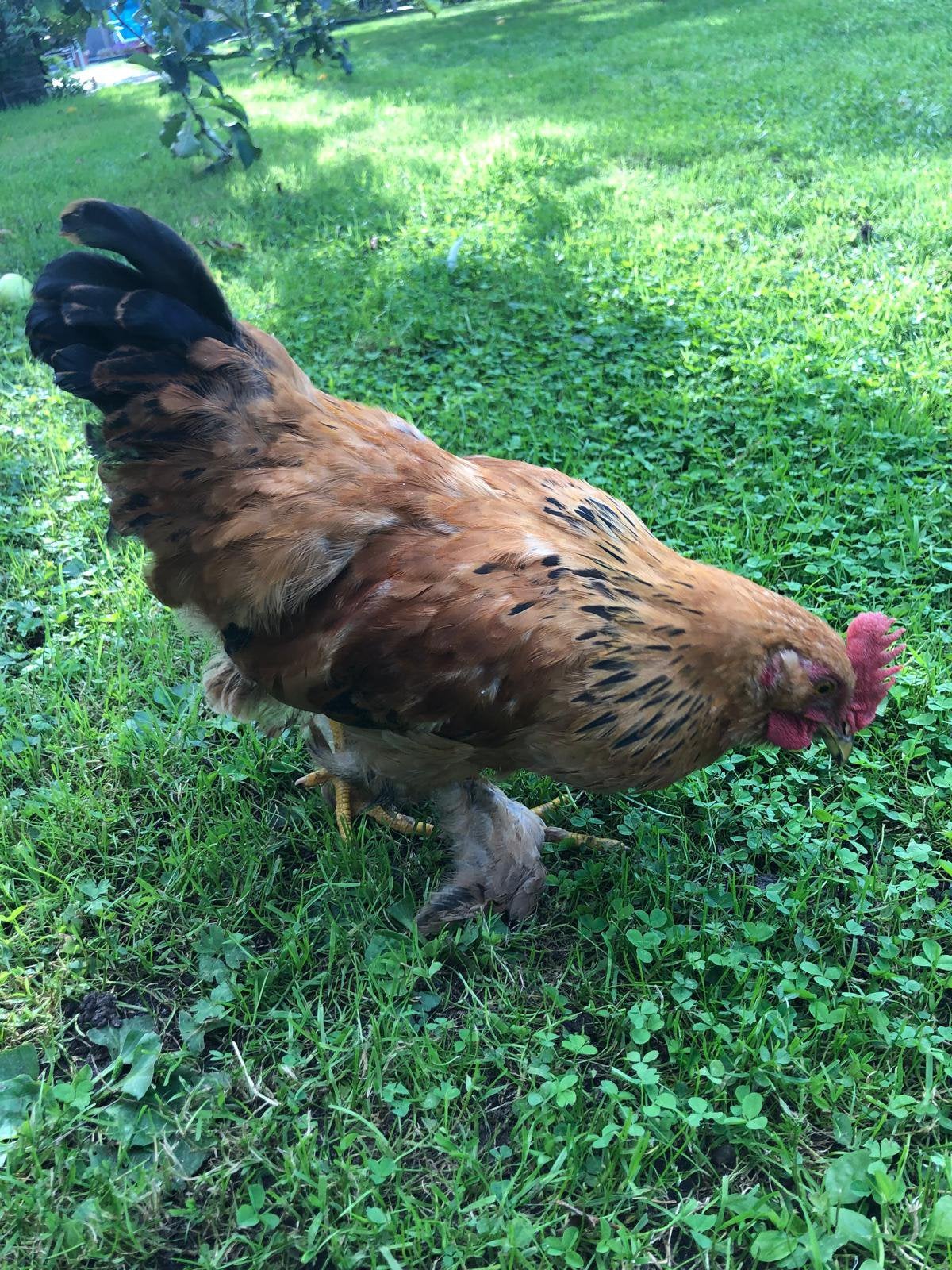 Haan, Poule ou poulet