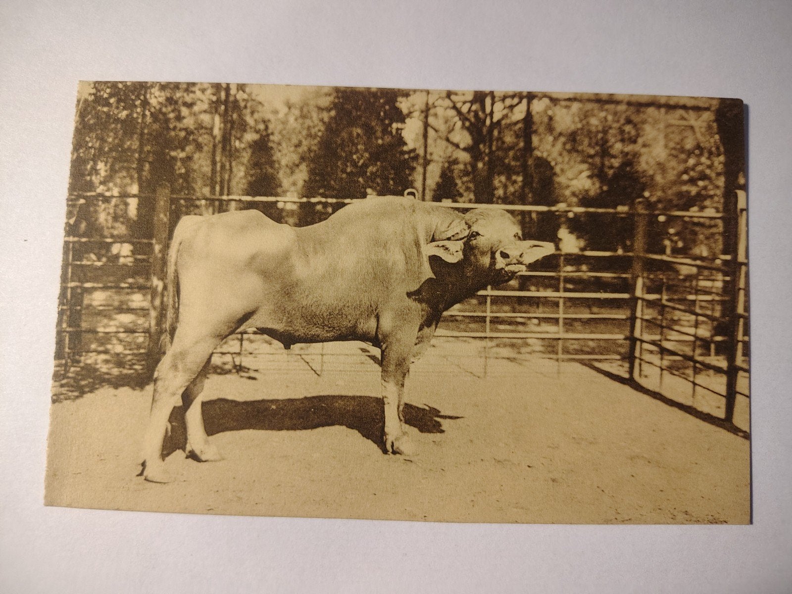 Antwerpen Zoo Egyptische Buffel., Ophalen of Verzenden, Antwerpen