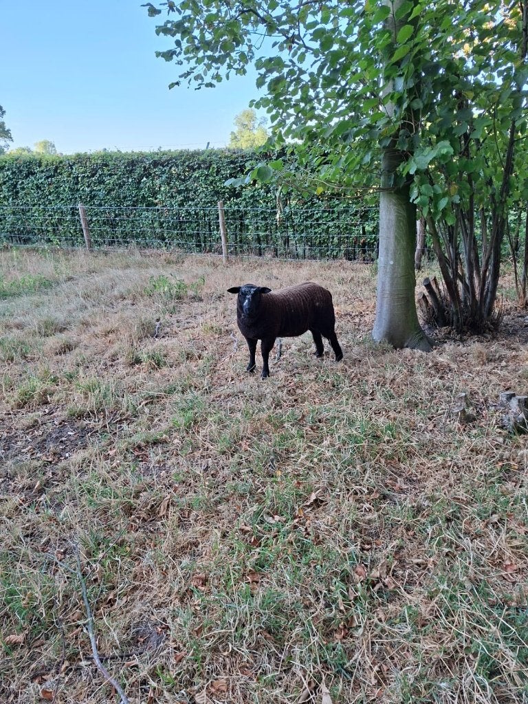 Jonge ram te koop, Mannelijk, Schaap, 0 tot 2 jaar