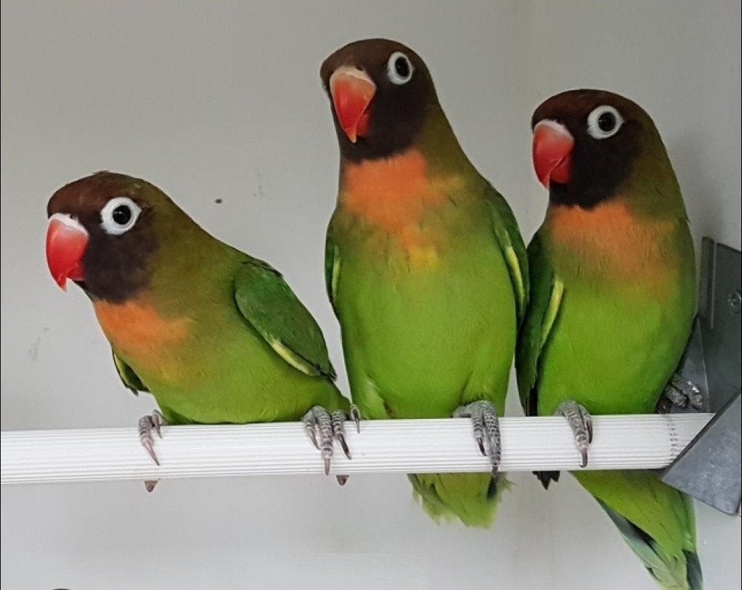Agapornis