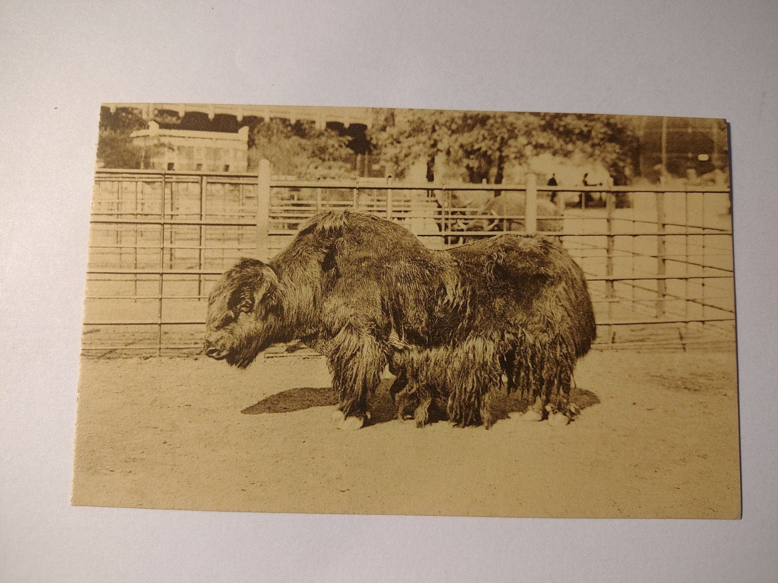 Antwerpen Zoo Thibetaansche Jak., Ophalen of Verzenden, Antwerpen