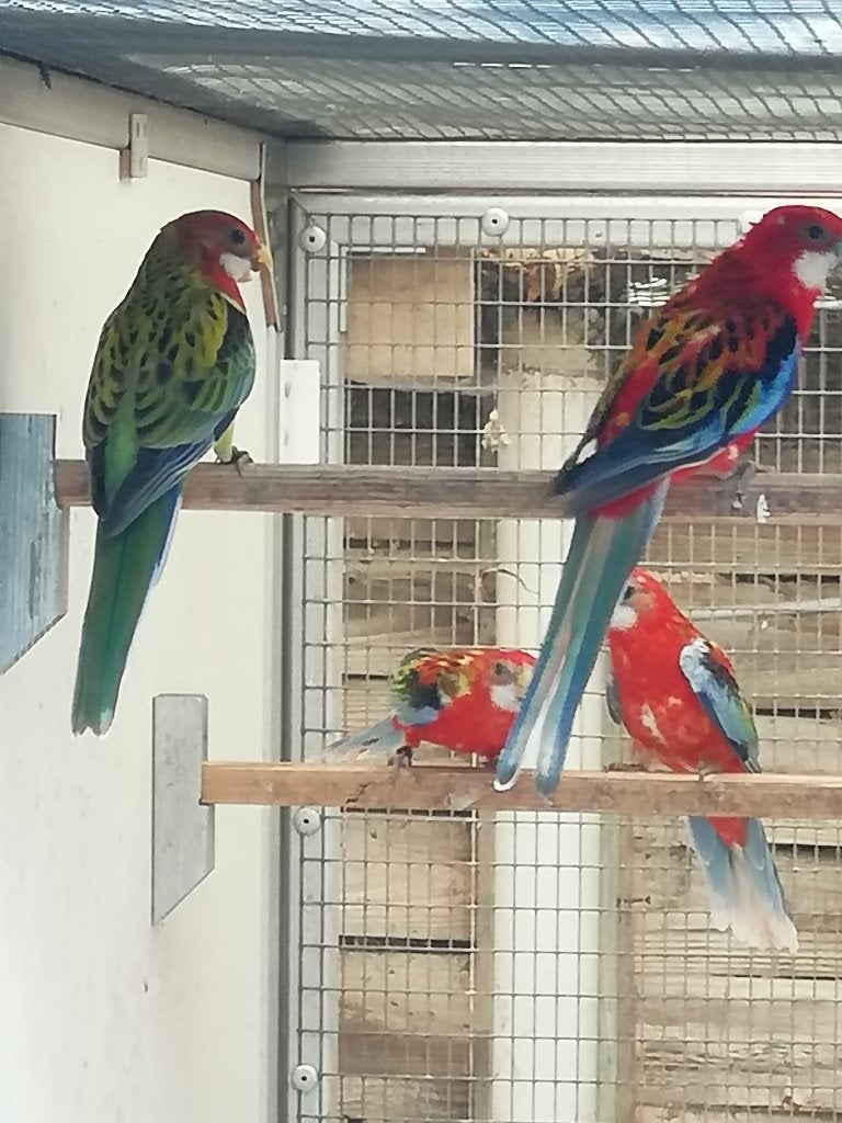 rosella, Plusieurs animaux, Perruche, Bagué