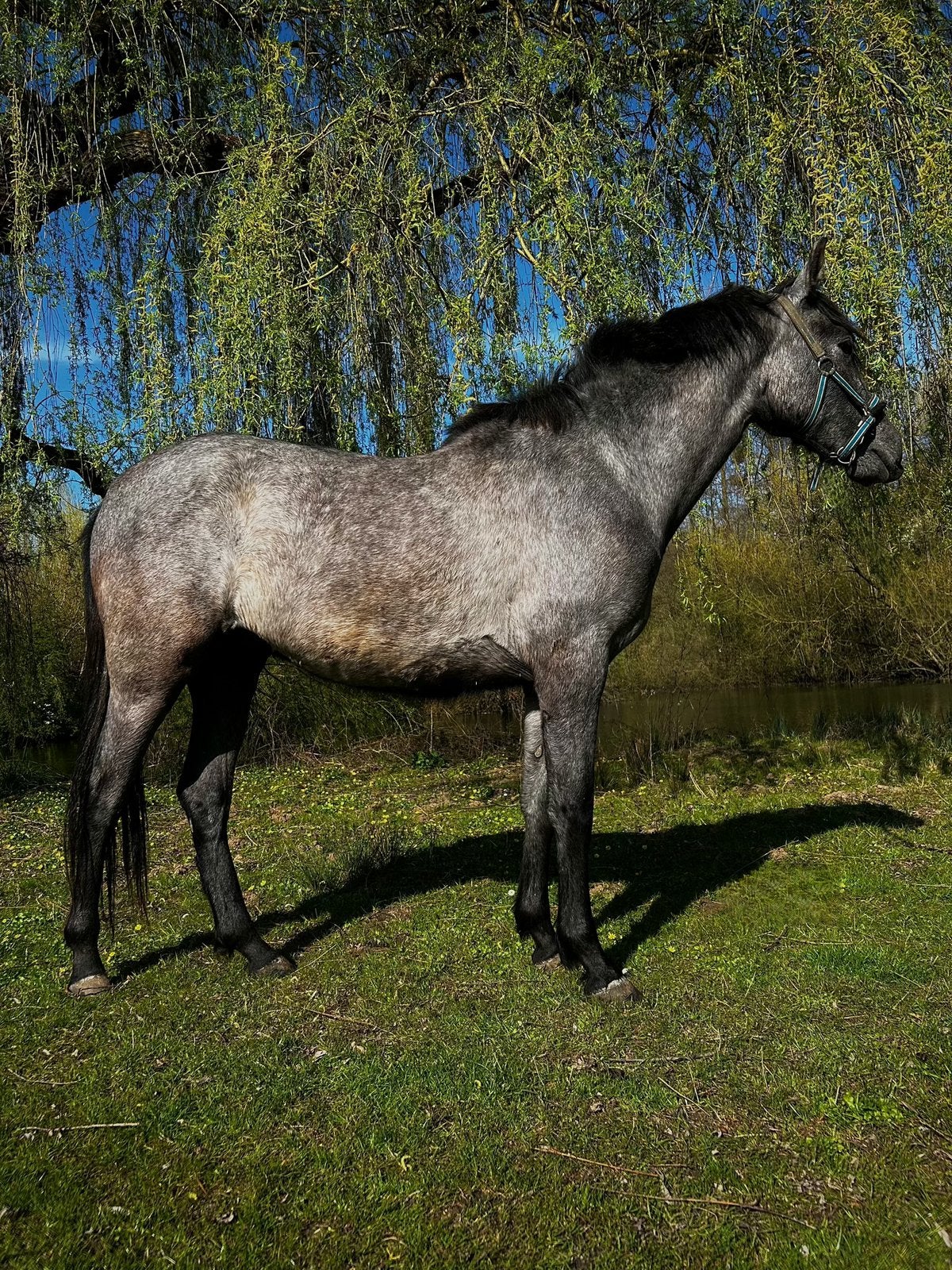 Andalusier, Dieren en Toebehoren, Ruin