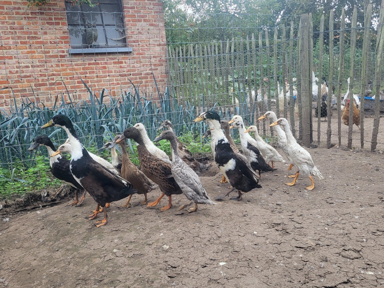 Coureurs, Plusieurs animaux, Canard