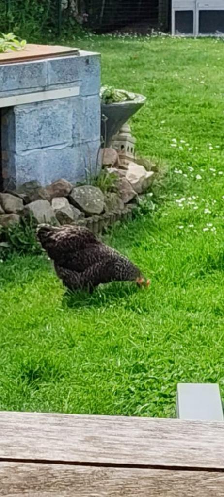 Cochin, Dieren en Toebehoren