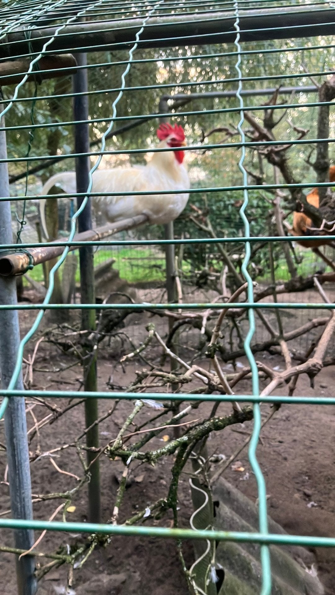 Leghorn haan, Mâle, Poule ou poulet