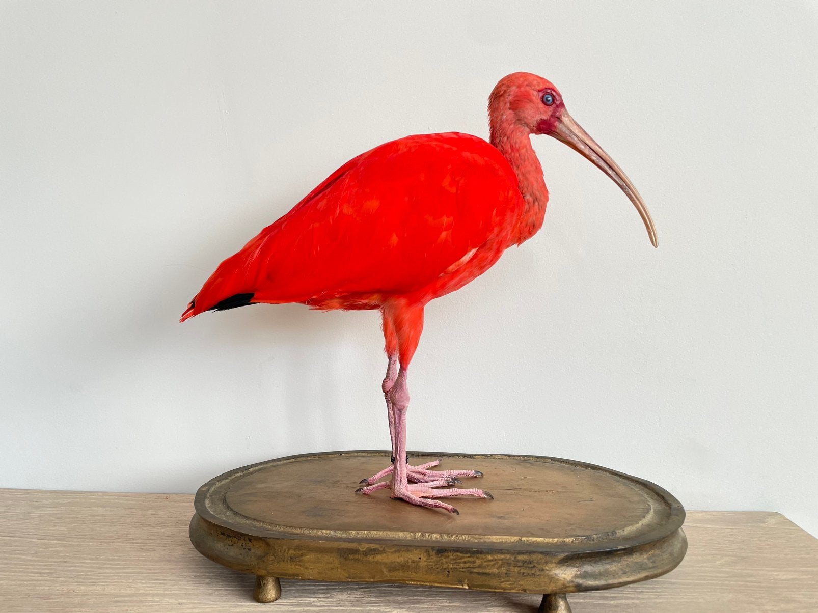 Rode ibis, nieuw opgezet, Ophalen of Verzenden, Nieuw, Vogel, Opgezet dier
