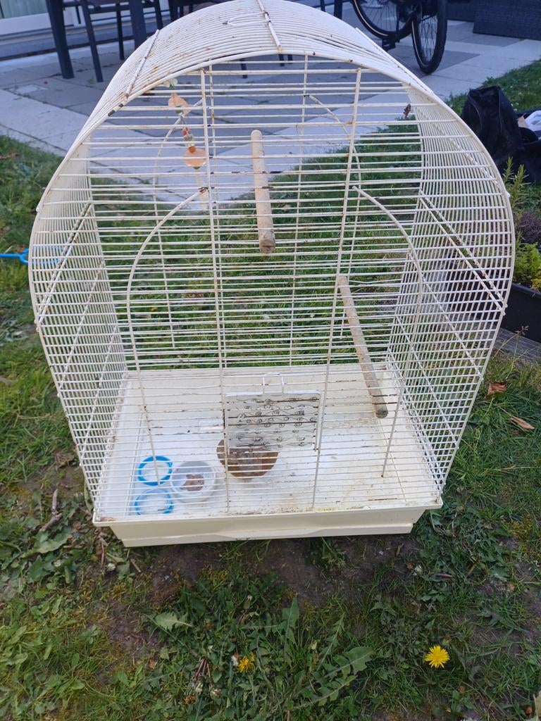 Vogel kooi, Dieren en Toebehoren, Ophalen