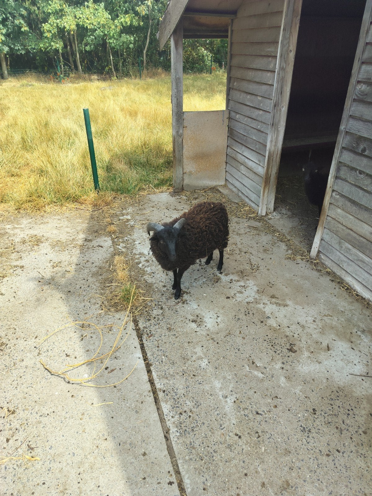 oessantbokje van maart 2026, Dieren en Toebehoren, Schapen, Geiten en Varkens, Mannelijk, Schaap, 0 tot 2 jaar