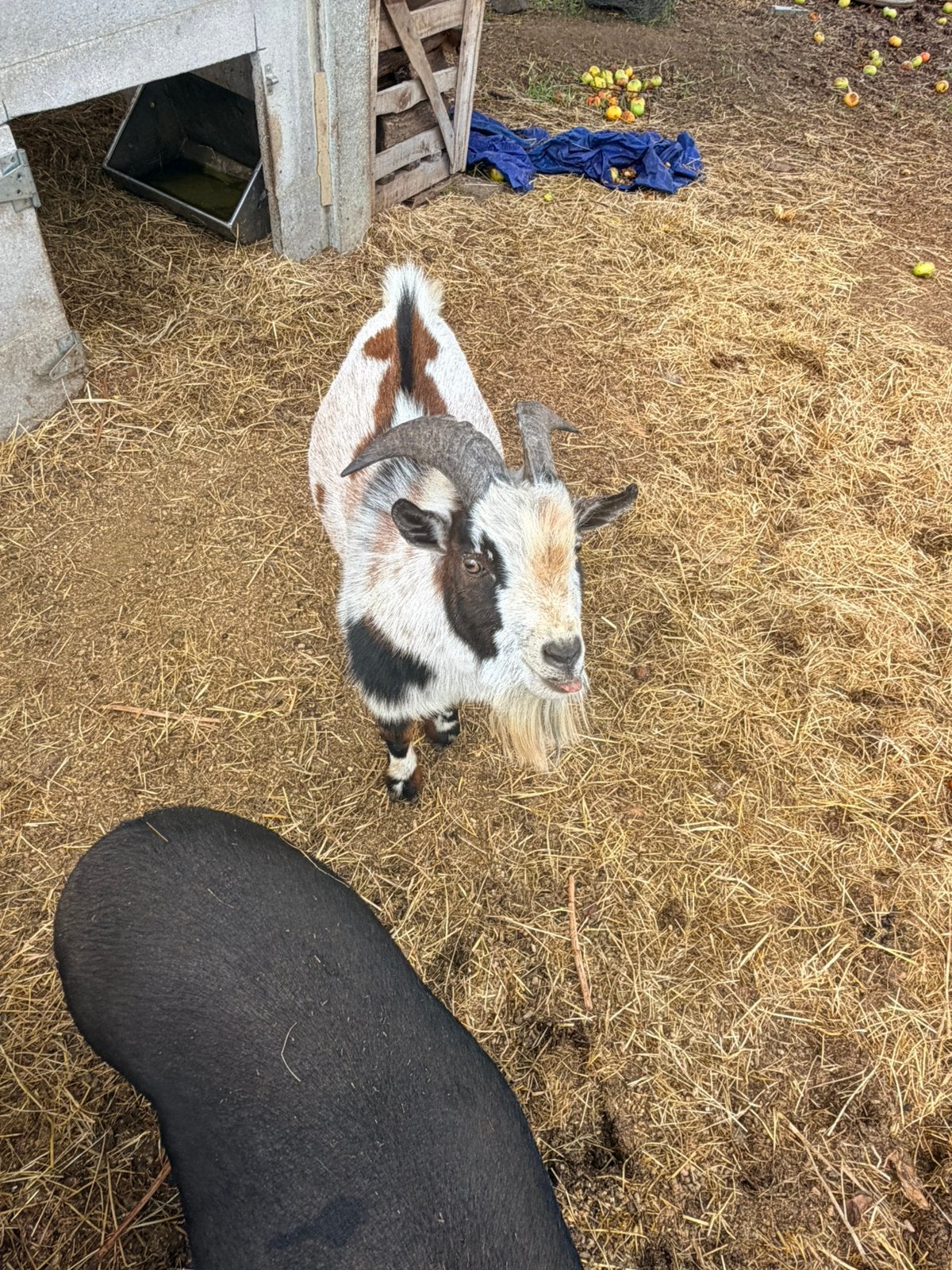 2 bokjes geiten te koop, Dieren en Toebehoren