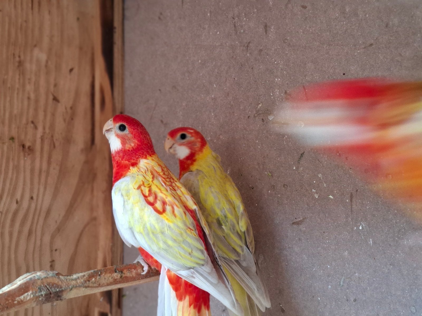 Rosella in overgoten opaline en overgoten, Dieren en Toebehoren