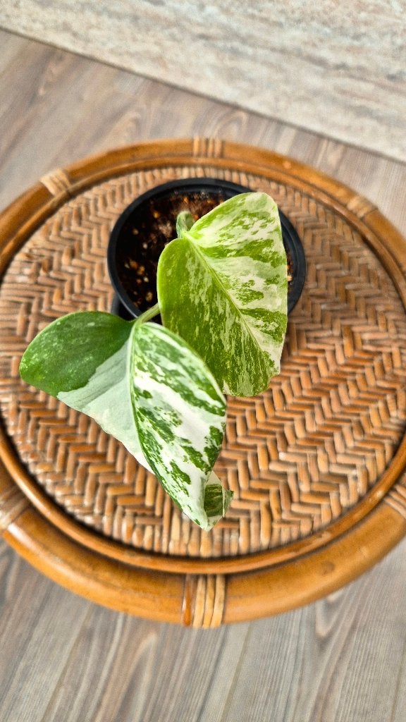 Monstera Variegata Marbled Albo, Enlèvement