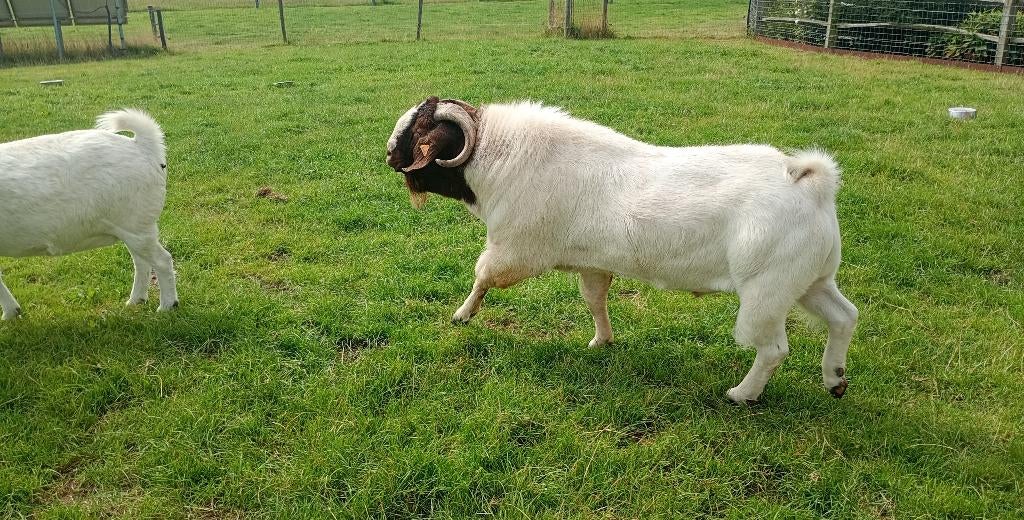 Boergeit miekes, bokken en koppel stamboek, Dieren en Toebehoren, Schapen, Geiten en Varkens, Geit, Meerdere dieren