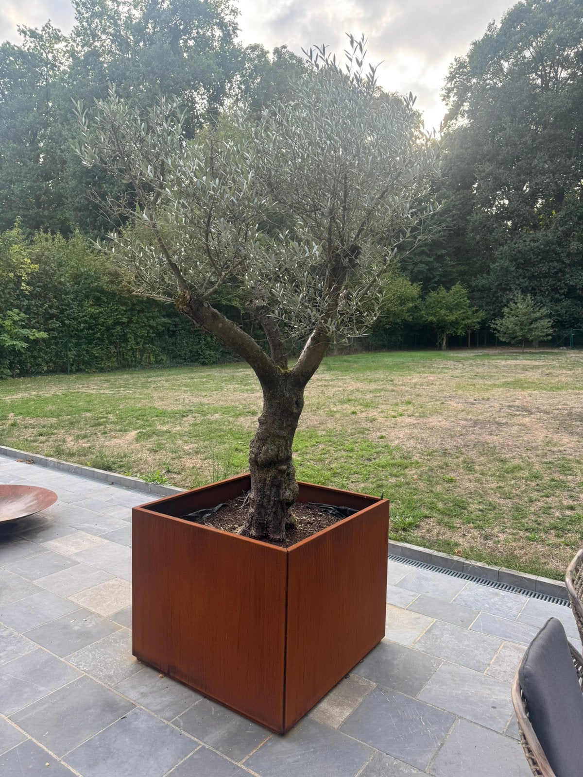 Olijfboom in bak cortenstaal, Ophalen
