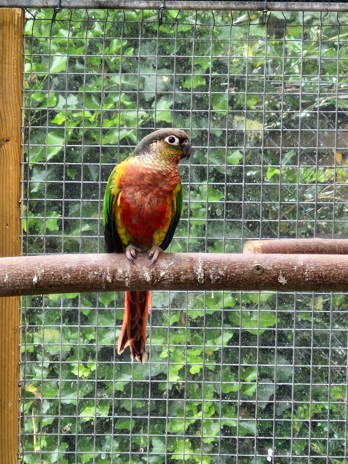 Pyrrhura molinea intensief rood, Geringd