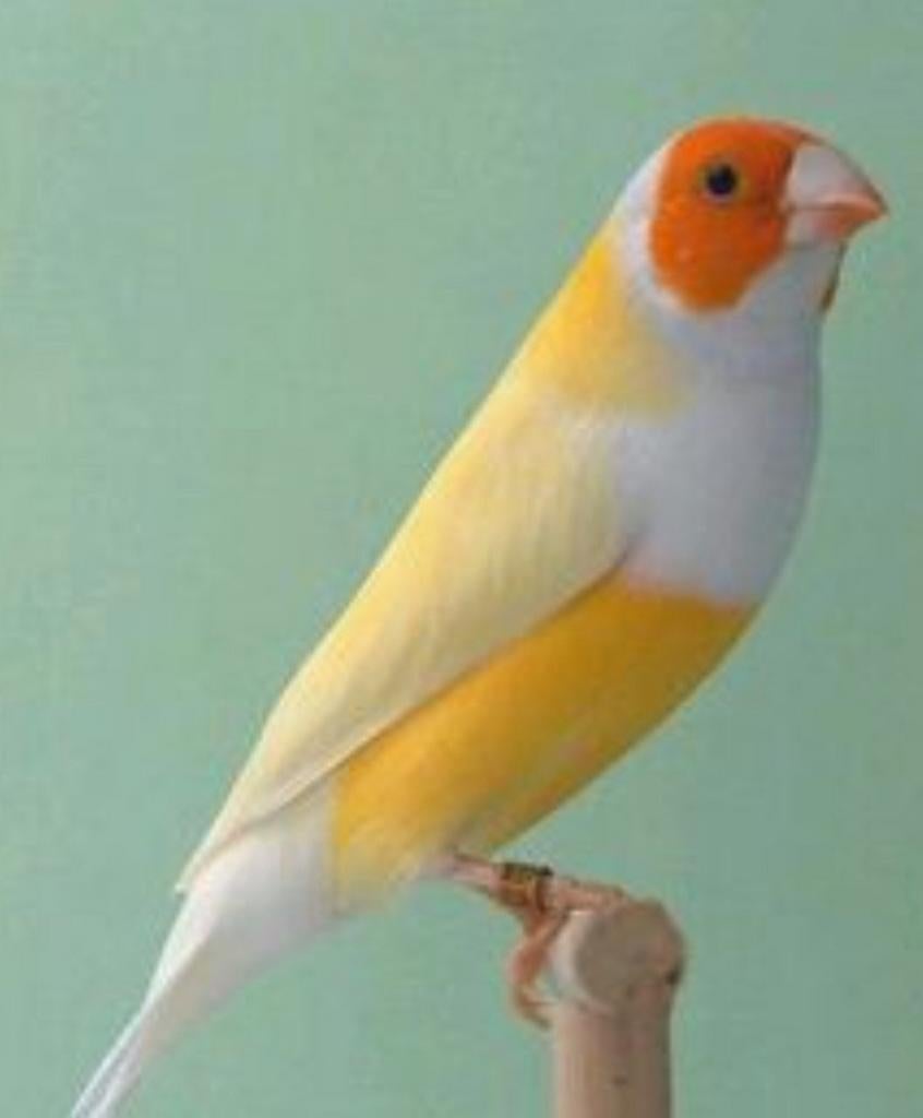 IK ZOEK, geel oranje kop pop. Heb je iets laat weten aub, Dieren en Toebehoren, Vogels | Overige Vogels