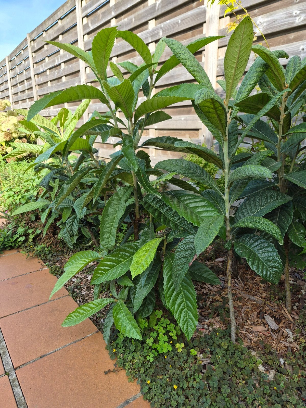 Japanse mispel (nespiro), Tuin en Terras, Winter, Overige soorten, 250 tot 400 cm, Ophalen