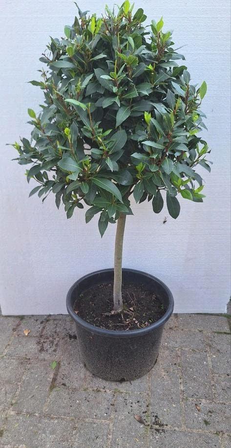 Laurus nobilis, keukenlaurier op stam, ( kruiden), Ophalen