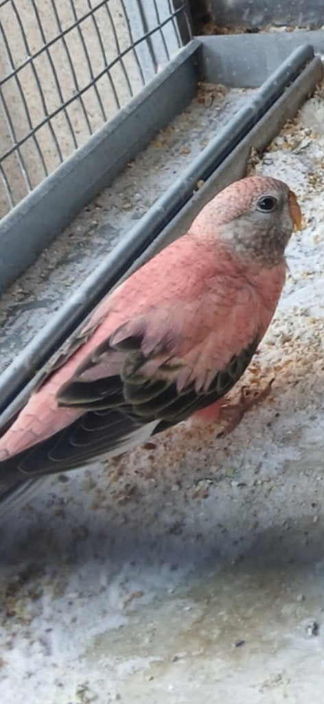 Bourke, Animaux & Accessoires, Oiseaux | Perruches & Perroquets, Mâle, Perruche