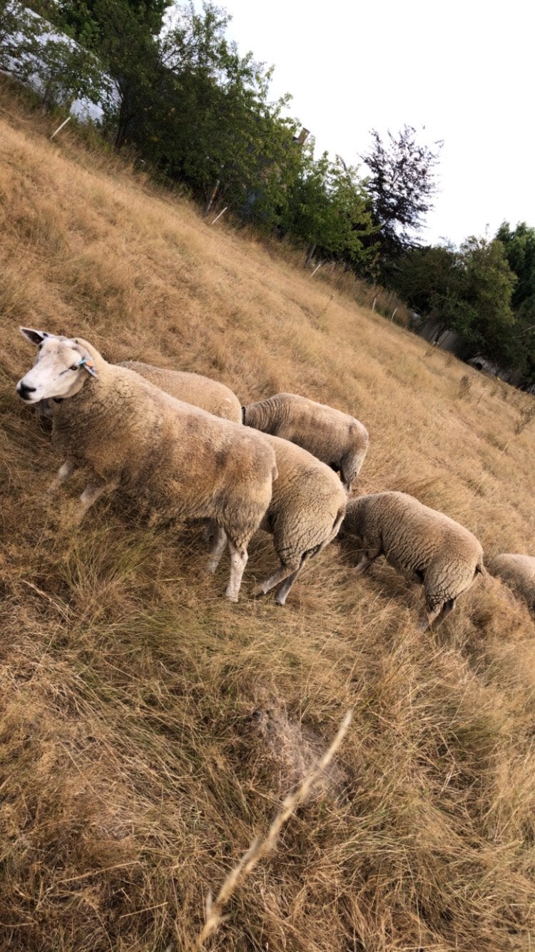 Bokkenlammeren, Dieren en Toebehoren, Schapen, Geiten en Varkens, Mannelijk, Schaap, 0 tot 2 jaar