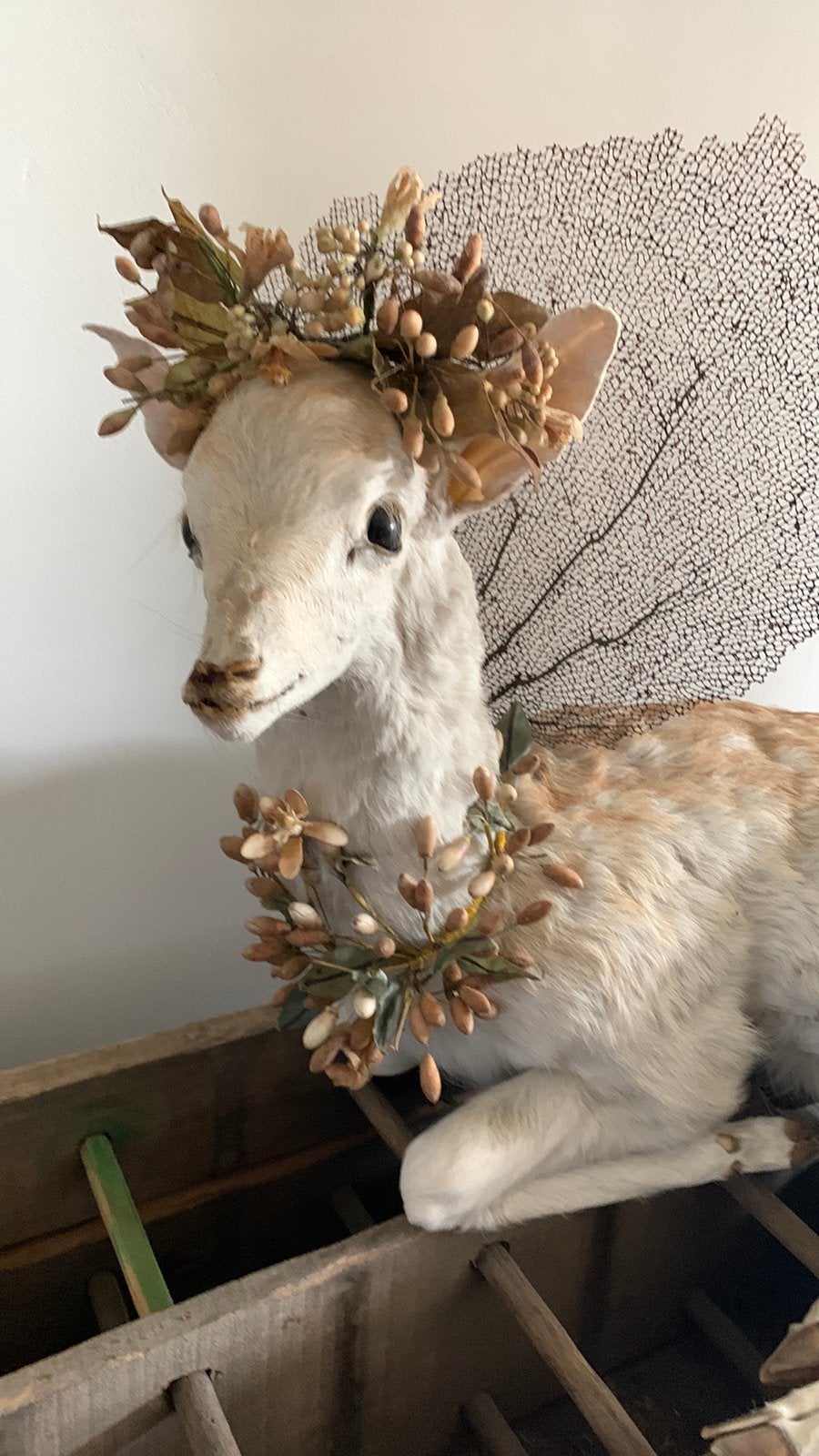 Taxidermine hert zonder de wassen kronen, Antiek en Kunst, Ophalen