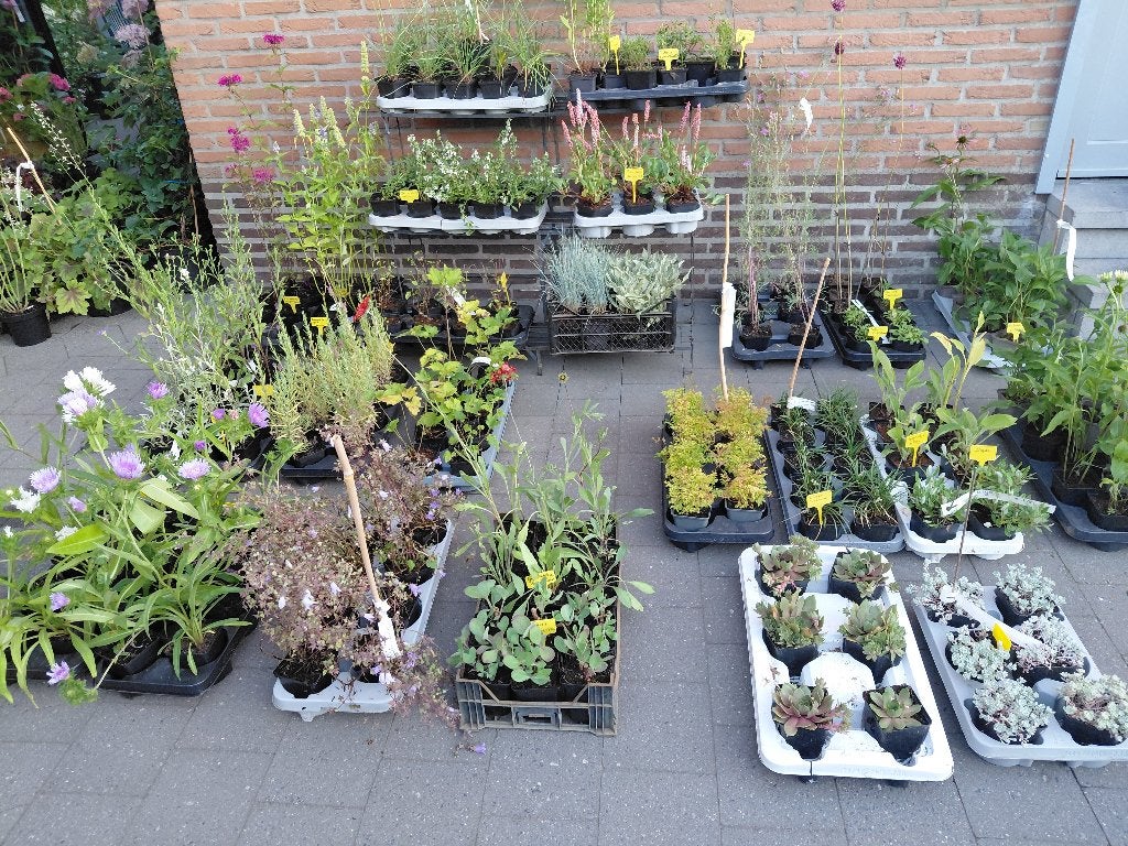 vaste planten uitverkoop met speciale actie, Ophalen