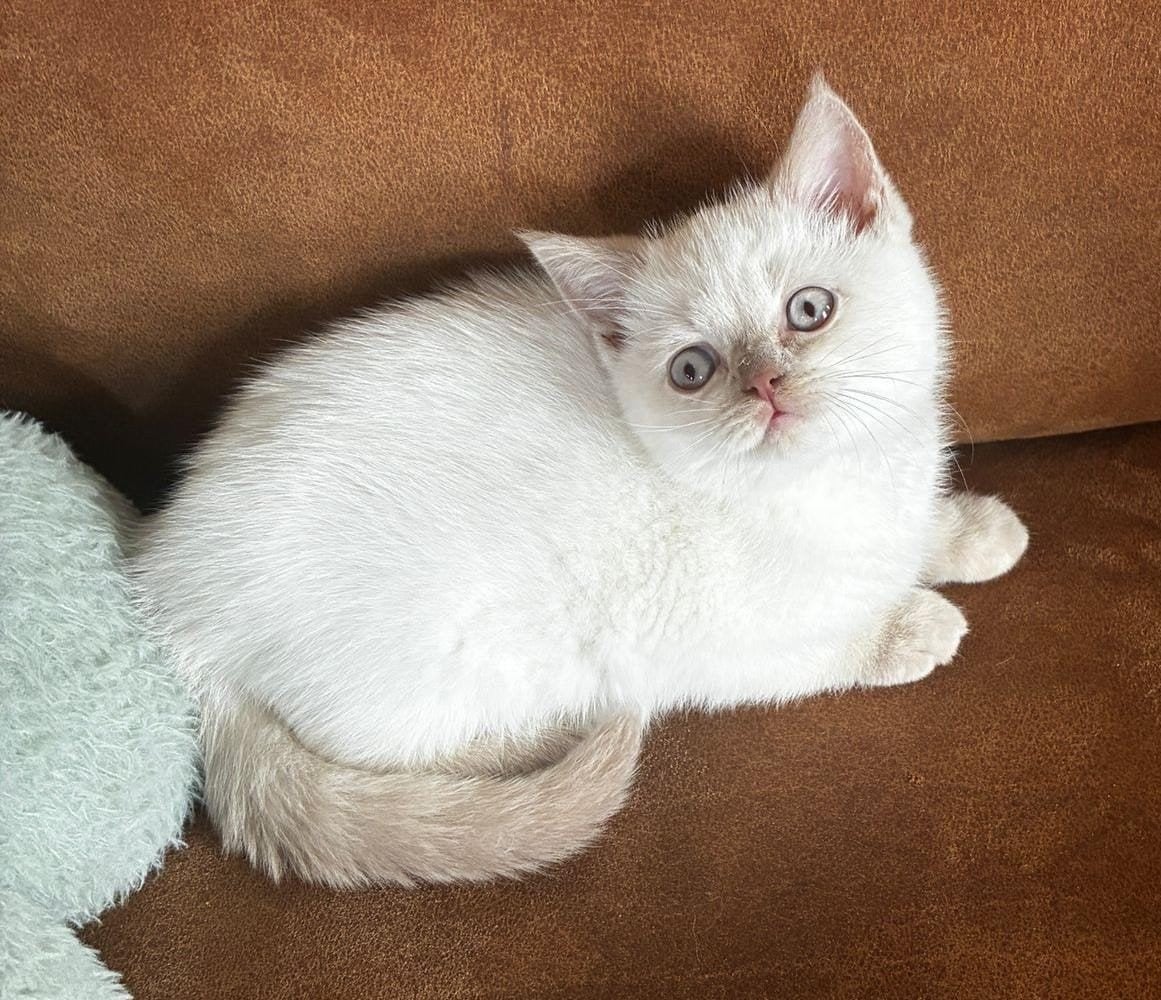 Mooi brits korthaar kittentje (lilac point), Poes, Gechipt, 0 tot 2 jaar