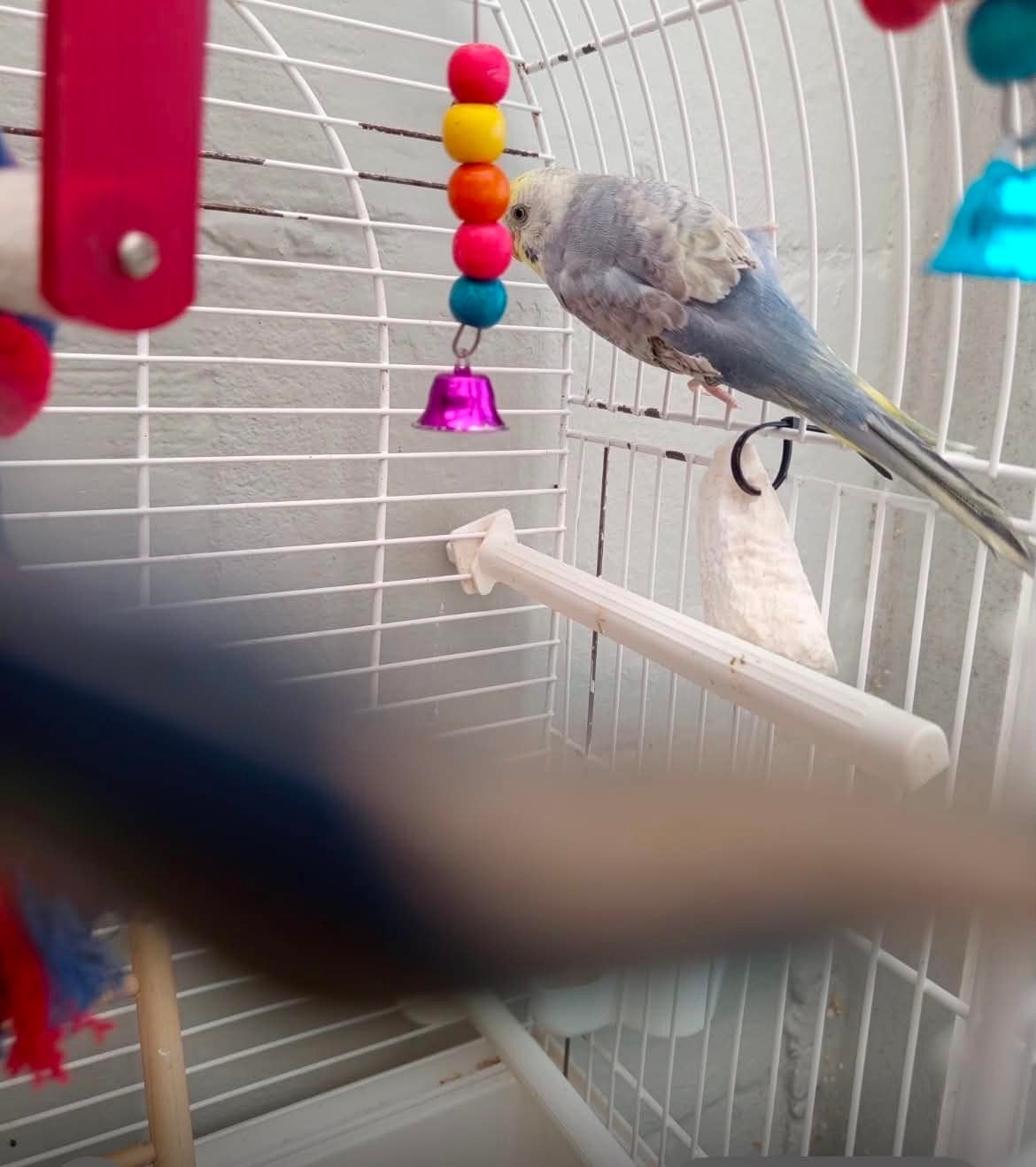 3 vogels te koop (1 koppel), Meerdere dieren, Tam