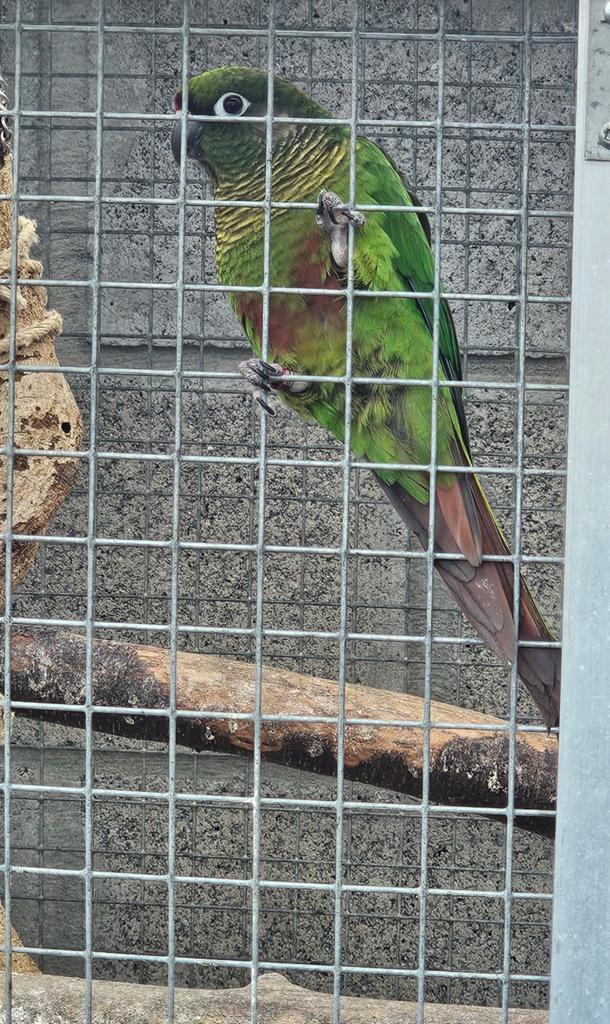 Pyrrhure, Sexe inconnu, Perruche, Bagué