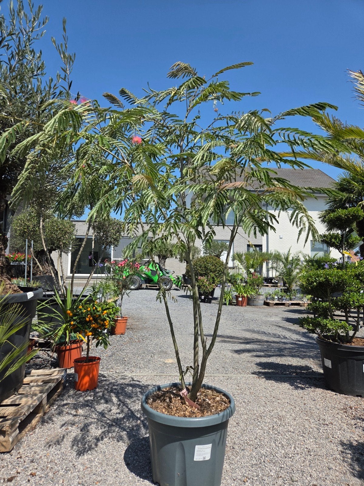 Albizia Julibrissin Ombrella meerstam - Perzische slaapboom, Ophalen