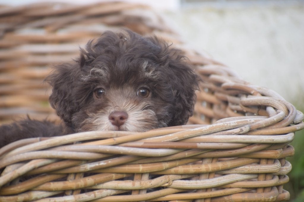 Havanezer pups nieuw nestje, Dieren en Toebehoren, 15 weken tot 1 jaar, Overige rassen, Buitenland, CDV (hondenziekte)
