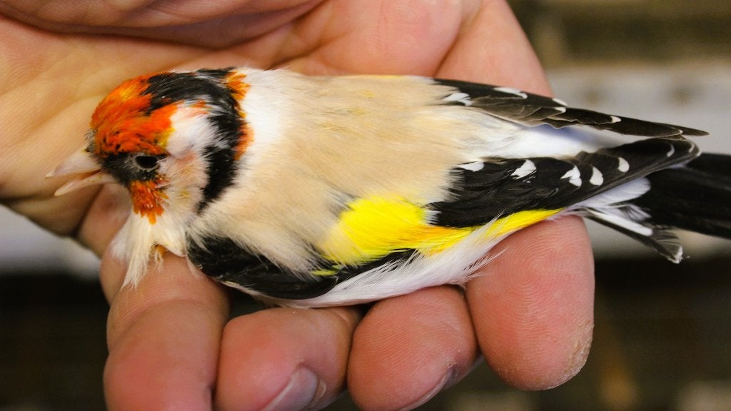 1 mayor man aminet split witkop  te koop., Dieren en Toebehoren, Mannelijk, Wildzangvogel, Geringd