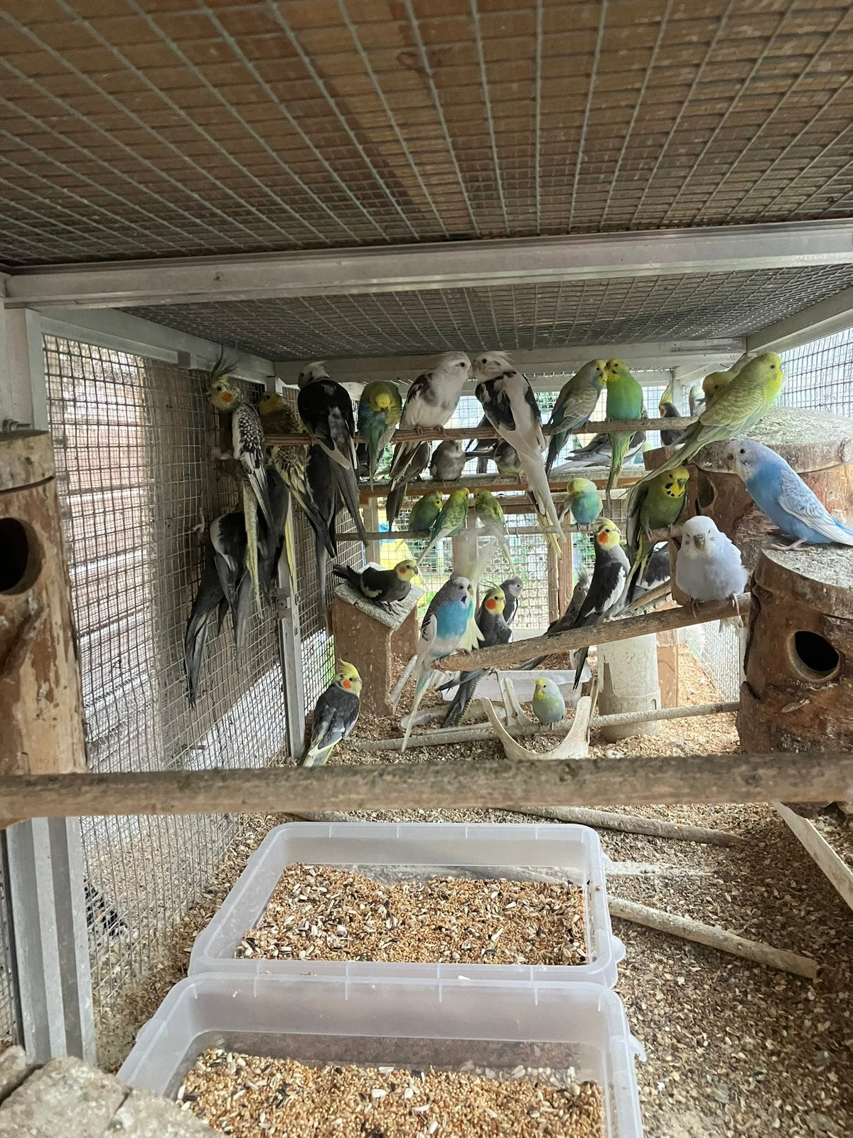 FELLE KLEURTJES KOPPELS GRASPARKIETEN VANAF 20 EURO/KOPPEL, Meerdere dieren, Parkiet