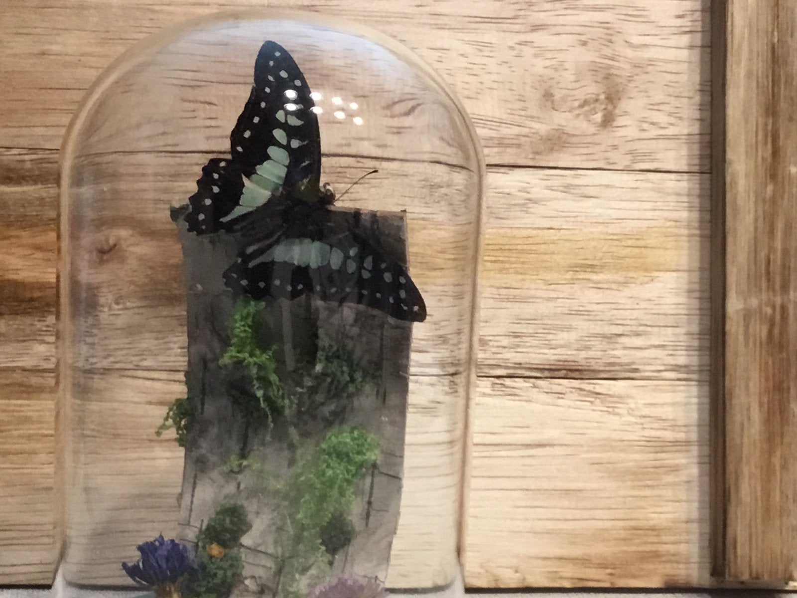 Vlinder taxidermie, Natuurlijk materiaal, Ophalen, Nieuw, Handgemaakt